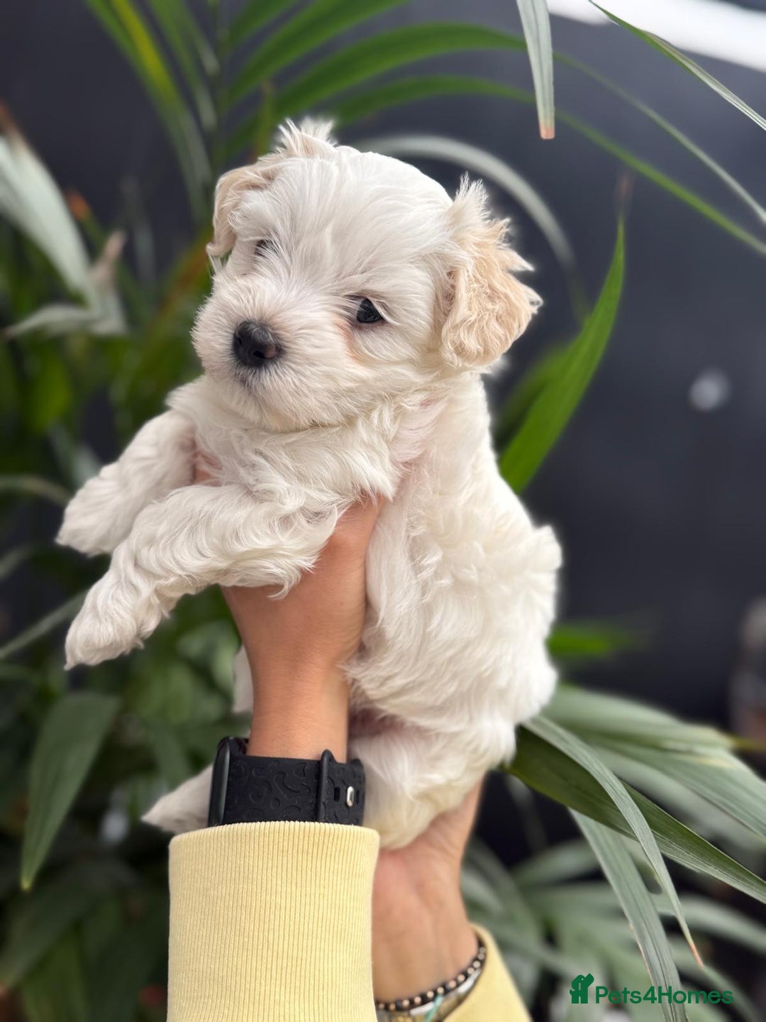 Maltipoo dogs for sale: ❤️Maltipoo beutifull puppies healthy checked❤️😍🥰 - Image 6