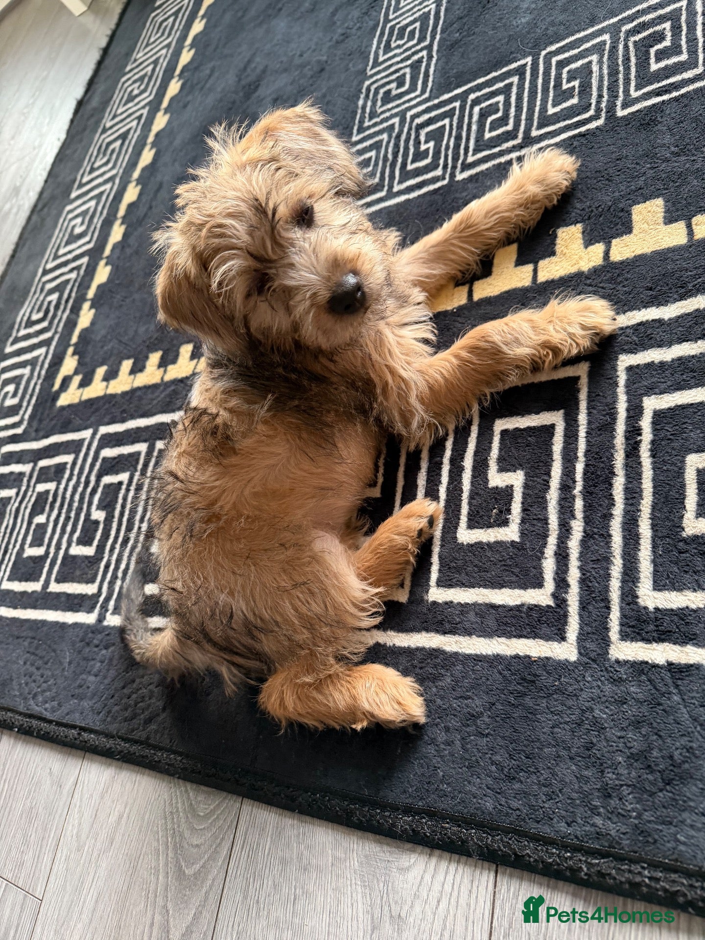 Mixed Breed dogs Poodle cross bull terrier  - Advert 5