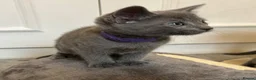Russian Blue cats for sale: Russian Blue Kittens - Advert 17