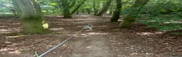French Bulldog dogs for sale: Beautiful blue Merle French bulldog in Driffield - Advert 5