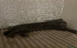 British Shorthair cats for sale: Chunky British Shorthair Kittens  - Image 9
