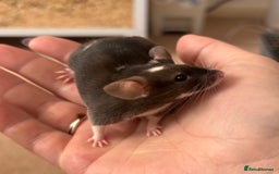 Mouse rodents for sale: Male Mice Looking for homes 🏠  - Image 4