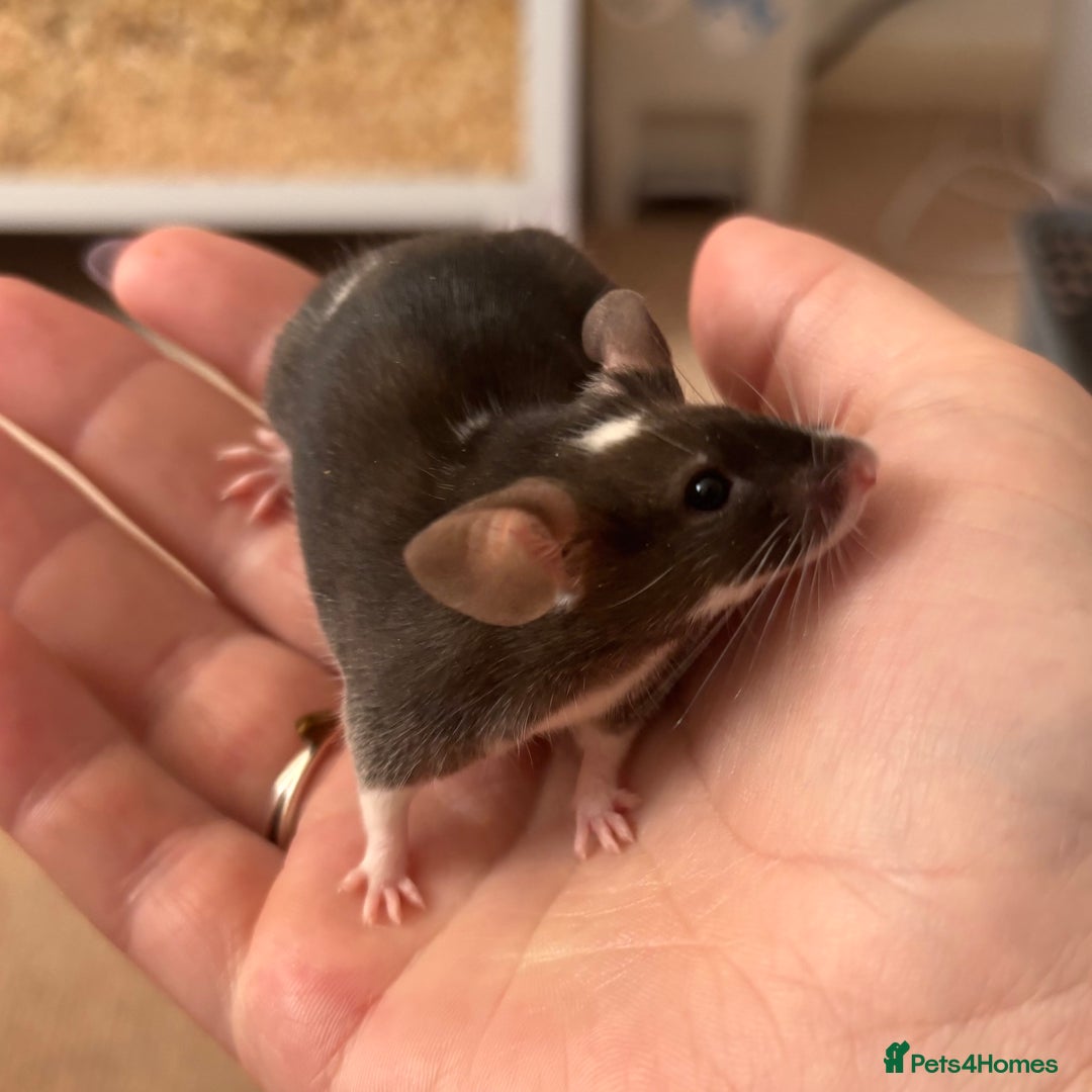 Mouse rodents for sale: Male Mice Looking for homes 🏠  - Image 4