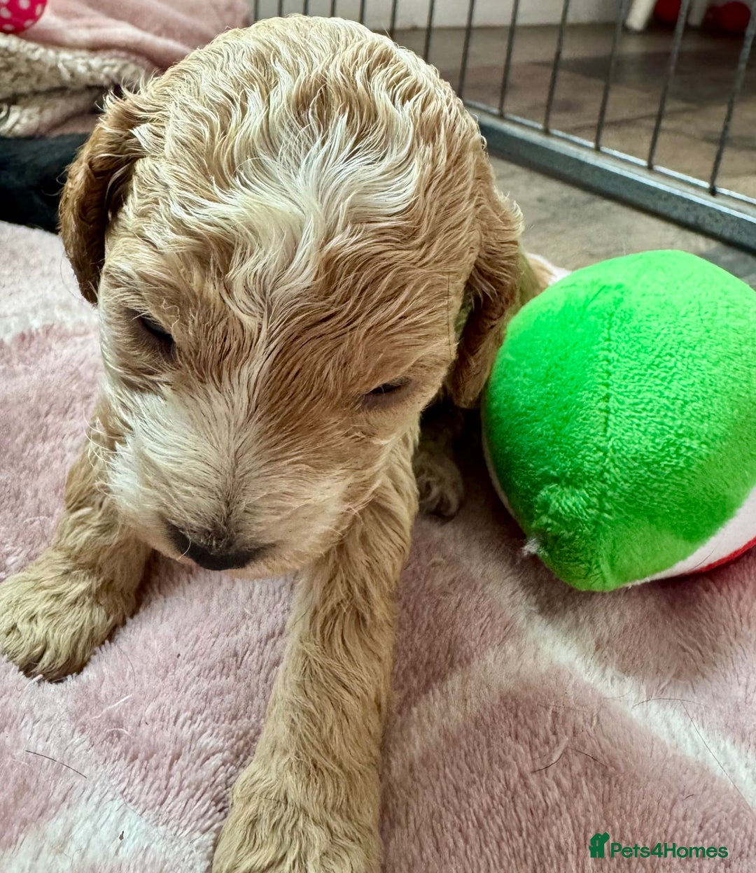 Cockapoo dogs for sale: F1 show type cockapoo pups  - Image 1