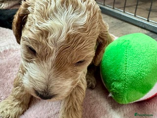 Cockapoo dogs - Advert 1