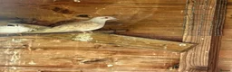 Doves birds for sale: Diamond Doves in Bognor Regis - Advert 3