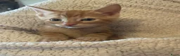 Mixed Breed cats for sale: Beautiful Family-Raised Kittens in Oswestry - Advert 34