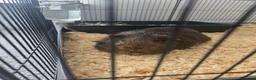 Guinea Pig rodents for sale: Guinea pig boar - Advert 2