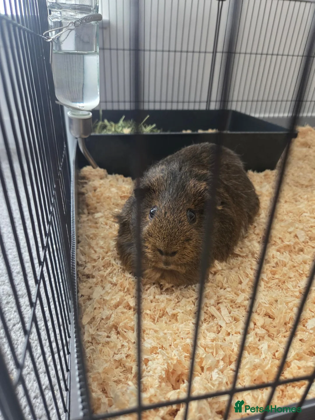 Guinea Pig rodents for sale: Guinea pig boar - Advert 2
