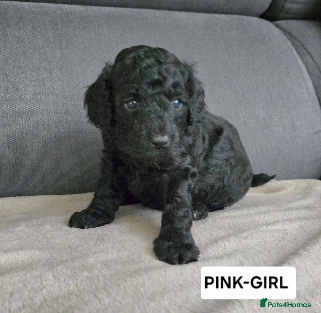 Toy Poodle dogs for sale: BEAUTIFULL BLACK TOY POODLES  - Advert 21