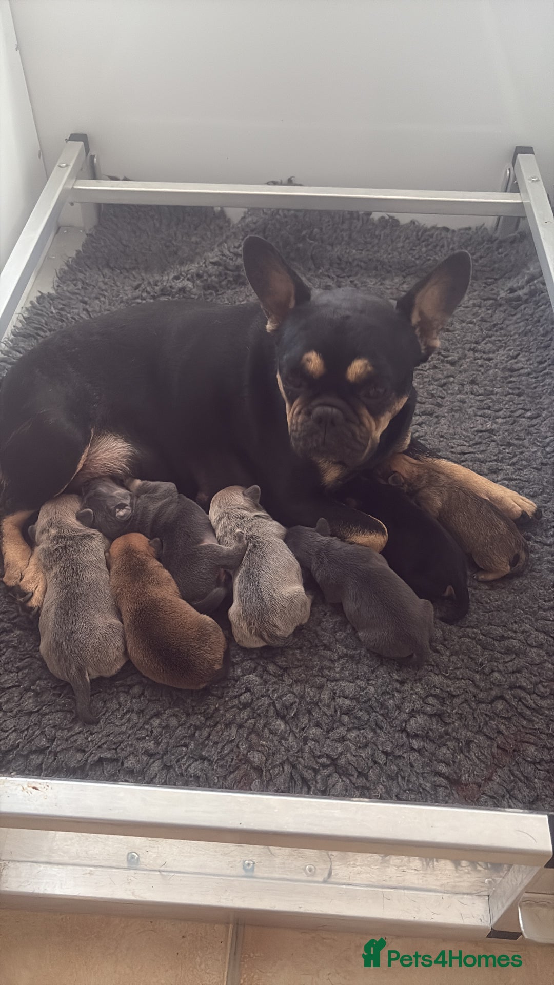 Mixed Breed dogs for sale: French billhuahua - Image 3