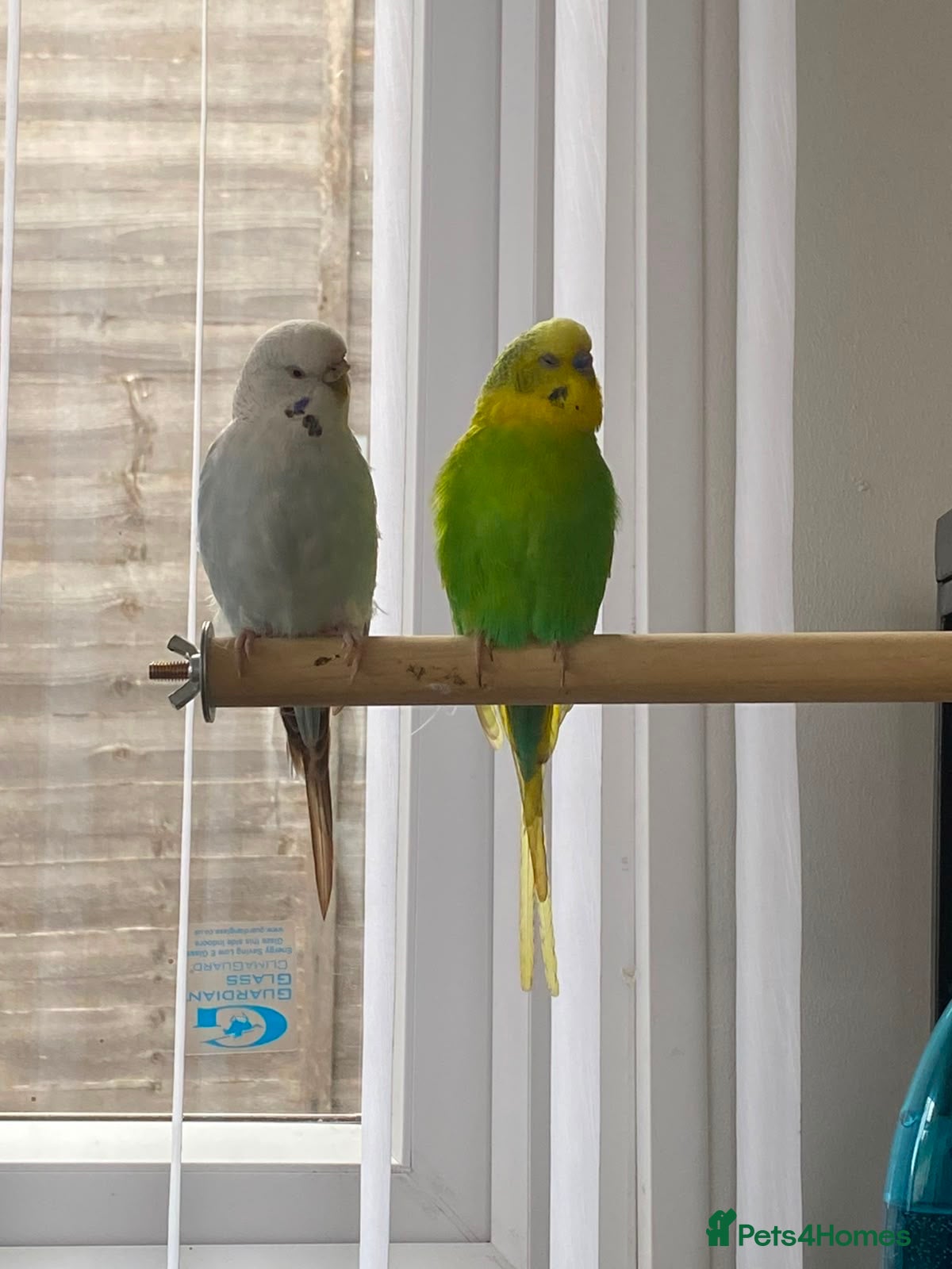 Budgerigars birds Pair of budgies - Advert 5