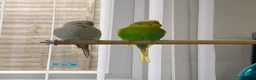 Budgerigars birds for sale: Pair of budgies in Birmingham - Advert 1