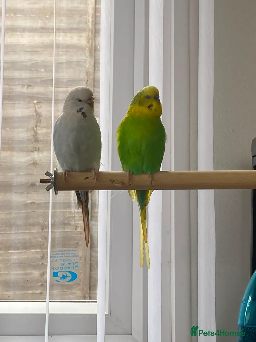Budgerigars birds for sale: Pair of budgies in Birmingham - Advert 1