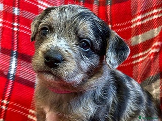 Mixed Breed dogs 🐶RARE FLUFFY BOODLE - Advert 1