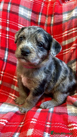 Mixed Breed dogs 🐶RARE FLUFFY BOODLE - Advert 1