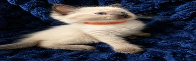 Orange boy 