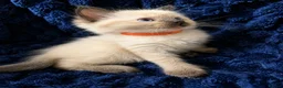 Ragdoll cats for sale: 3 beautiful Ragdoll boys looking for loving home💙 - Advert 4