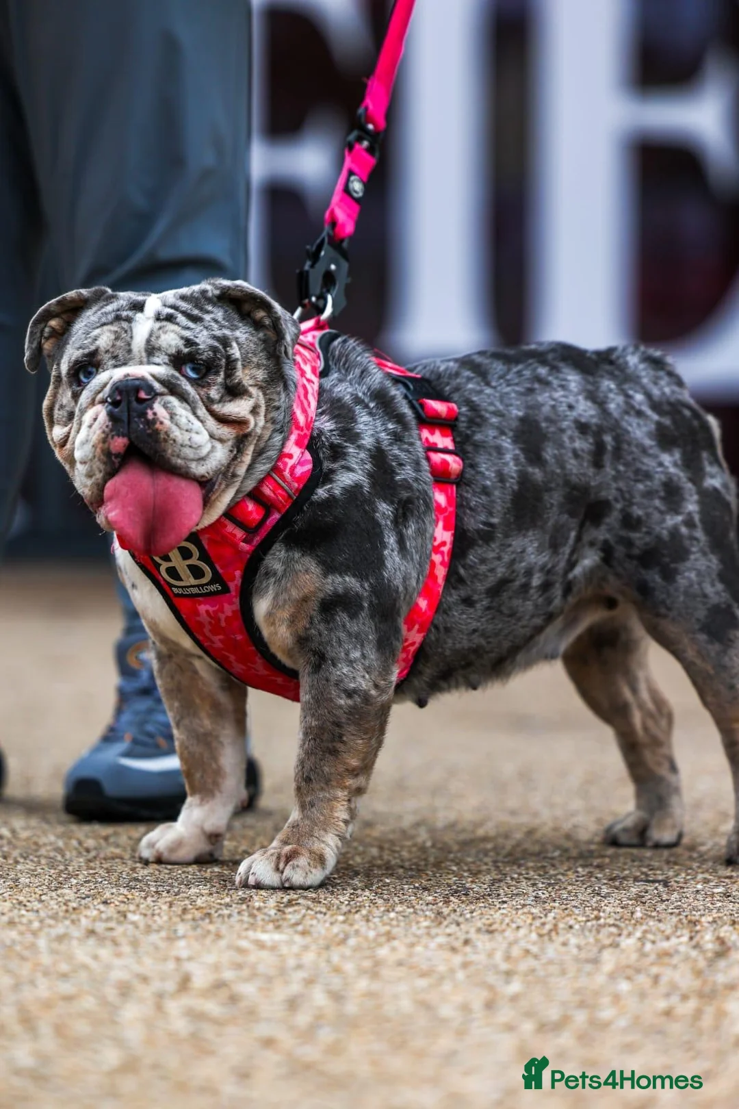 English Bulldog dogs for sale: Merle English Bulldog Female - Advert 2