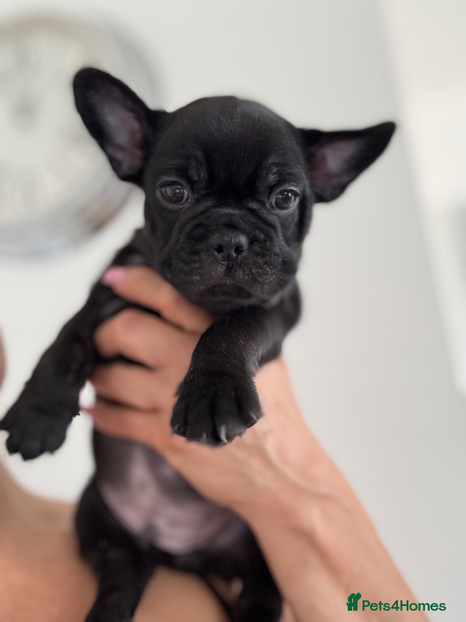 French Bulldog dogs Outstanding French Bulldog puppies  - Advert 1