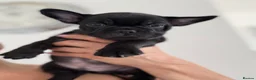 French Bulldog dogs for sale: Outstanding French Bulldog puppies  - Advert 6