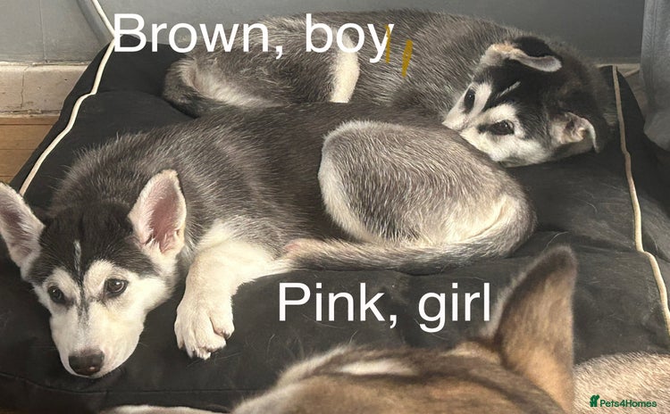Siberian Husky dogs - Advert 10