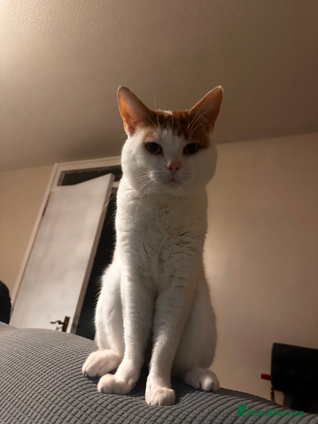 Mixed Breed cats for sale: Sweet boy  - Image 3