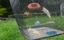 Cockatiels birds for sale: 2 Cockatiels & 2 Budgies with Cage in Preston - Image 5