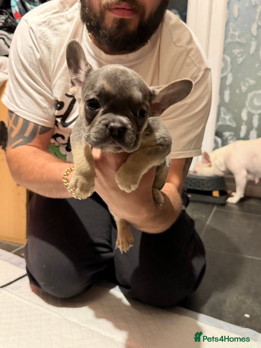 French Bulldog dogs for sale: French bulldog puppies  - Advert 37