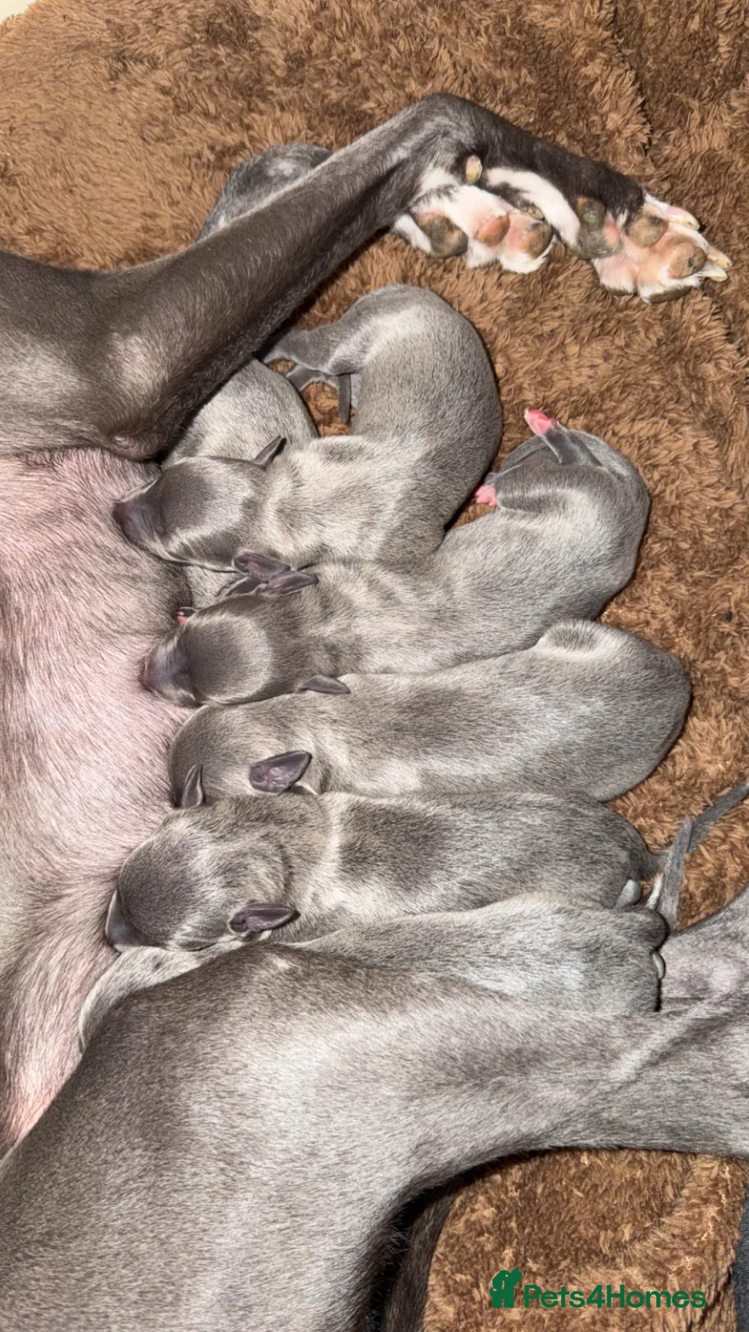 Whippet dogs for sale: KC REGISTERED BLUE WHIPPET PUPPIES  - Advert 1