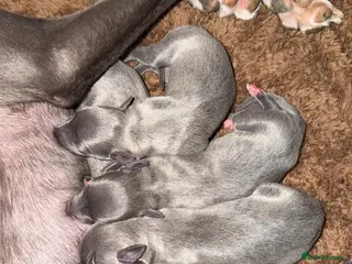 Whippet dogs KC REGISTERED BLUE WHIPPET PUPPIES - Advert 15