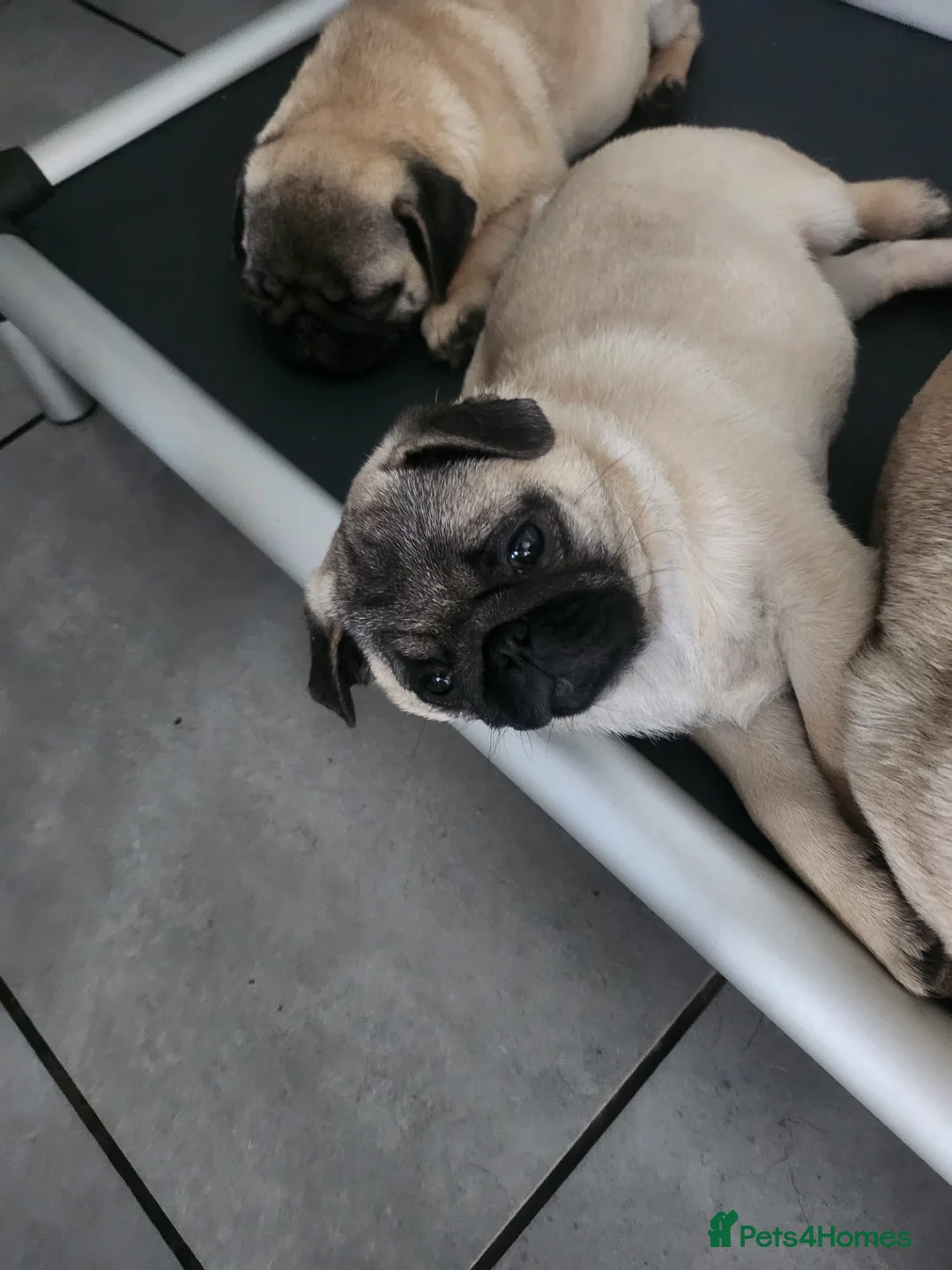 Pug dogs for sale: Beautiful Male Pug Puppy - Advert 2