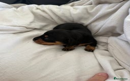 Dachshund dogs for sale: Litter of standard Dachshund  - Image 31