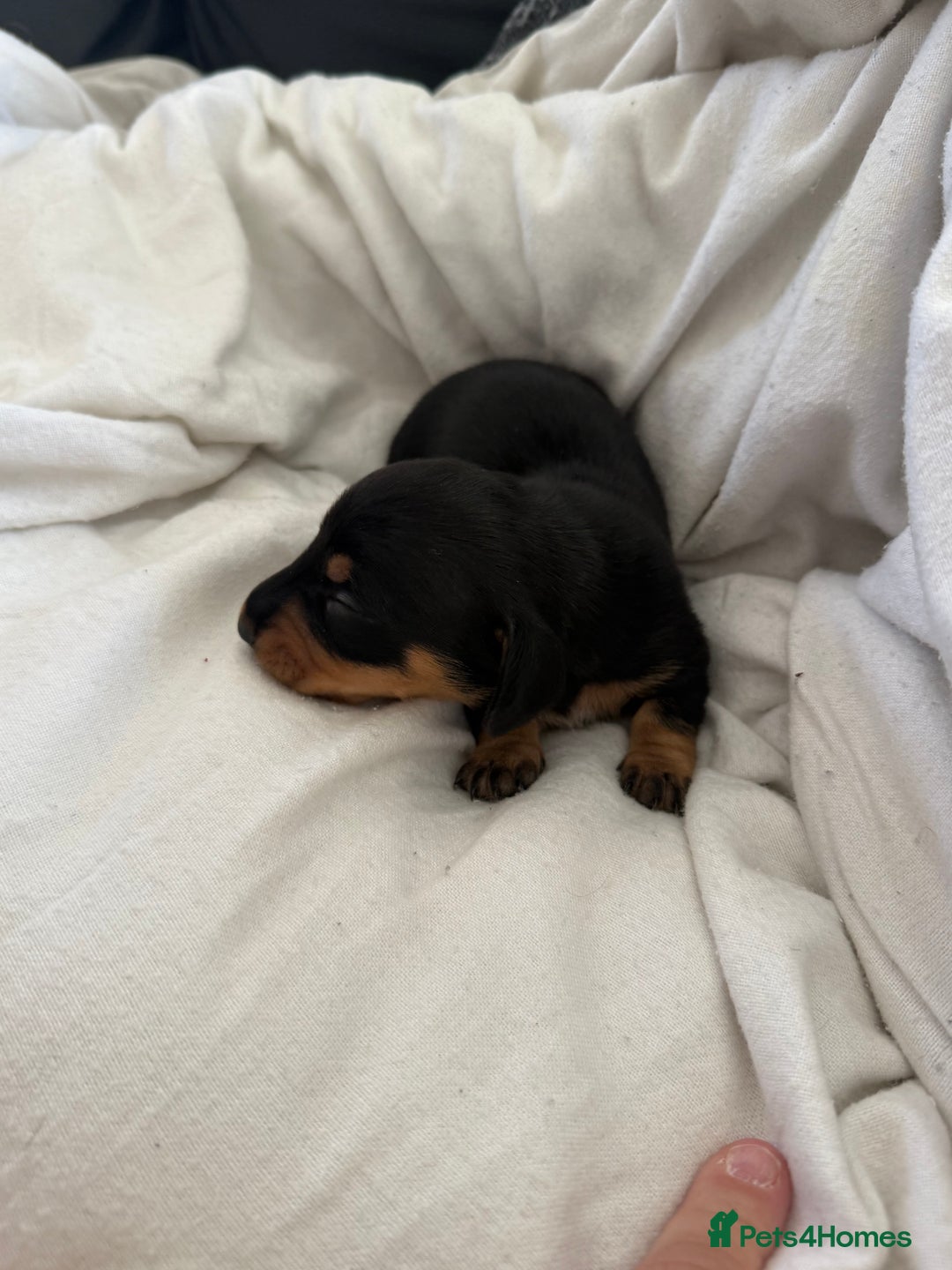 Dachshund dogs for sale: Litter of standard Dachshund  - Image 31