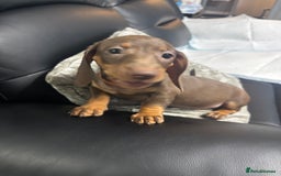 Miniature Dachshund dogs for sale: Beautiful Miniature Dachshunds  - Image 17