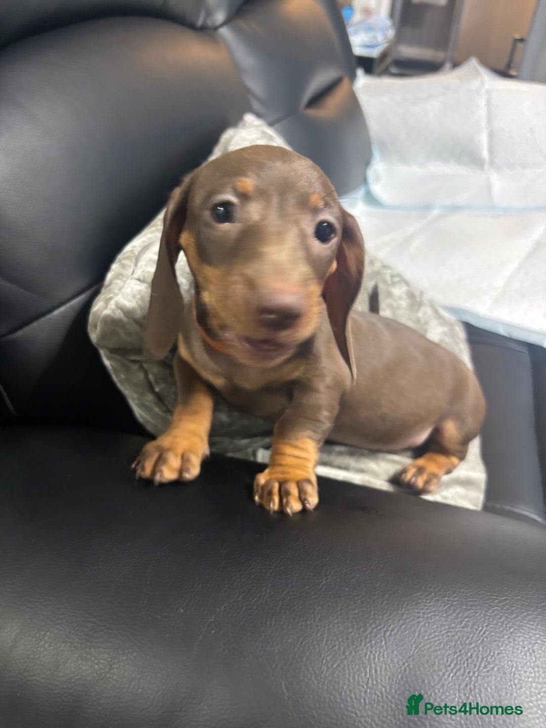 Miniature Dachshund dogs for sale: Beautiful Miniature Dachshunds  - Image 17