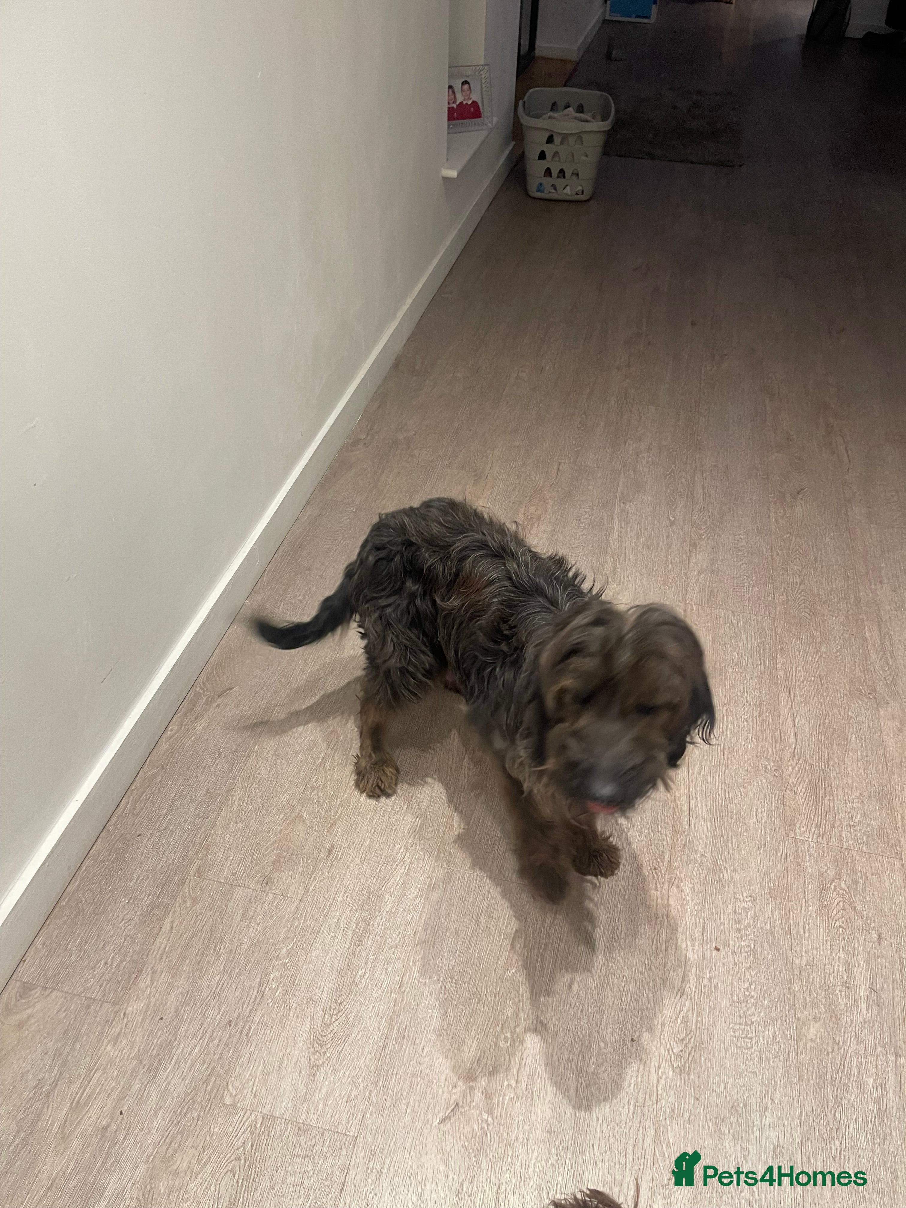 Mixed Breed dogs Gorgeous puppy’s  - Advert 4