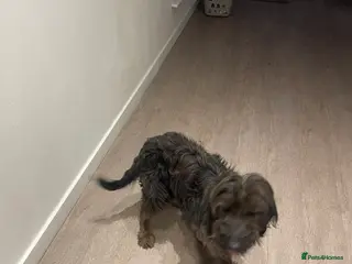 Mixed Breed dogs Gorgeous puppy’s - Advert 6