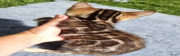 Bengal cats for sale: Beautiful TICA registered Bengal Kittens - Advert 26