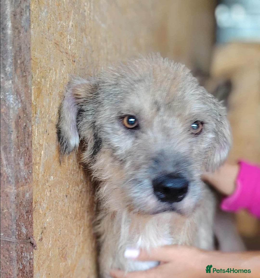 Mixed Breed dogs for adoption: Clifford is looking for a home!  - Advert 3