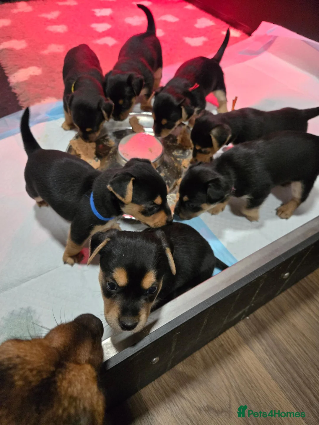 Jack Russell dogs for sale: Jack Russell  - Advert 2