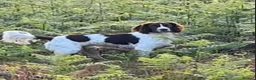 English Springer Spaniel dogs for sale: Kc registered English springer spaniel puppies - Advert 16
