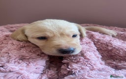 Labrador Retriever dogs for sale: Exceptional Quality KC Reg Labrador Puppies  - Image 6