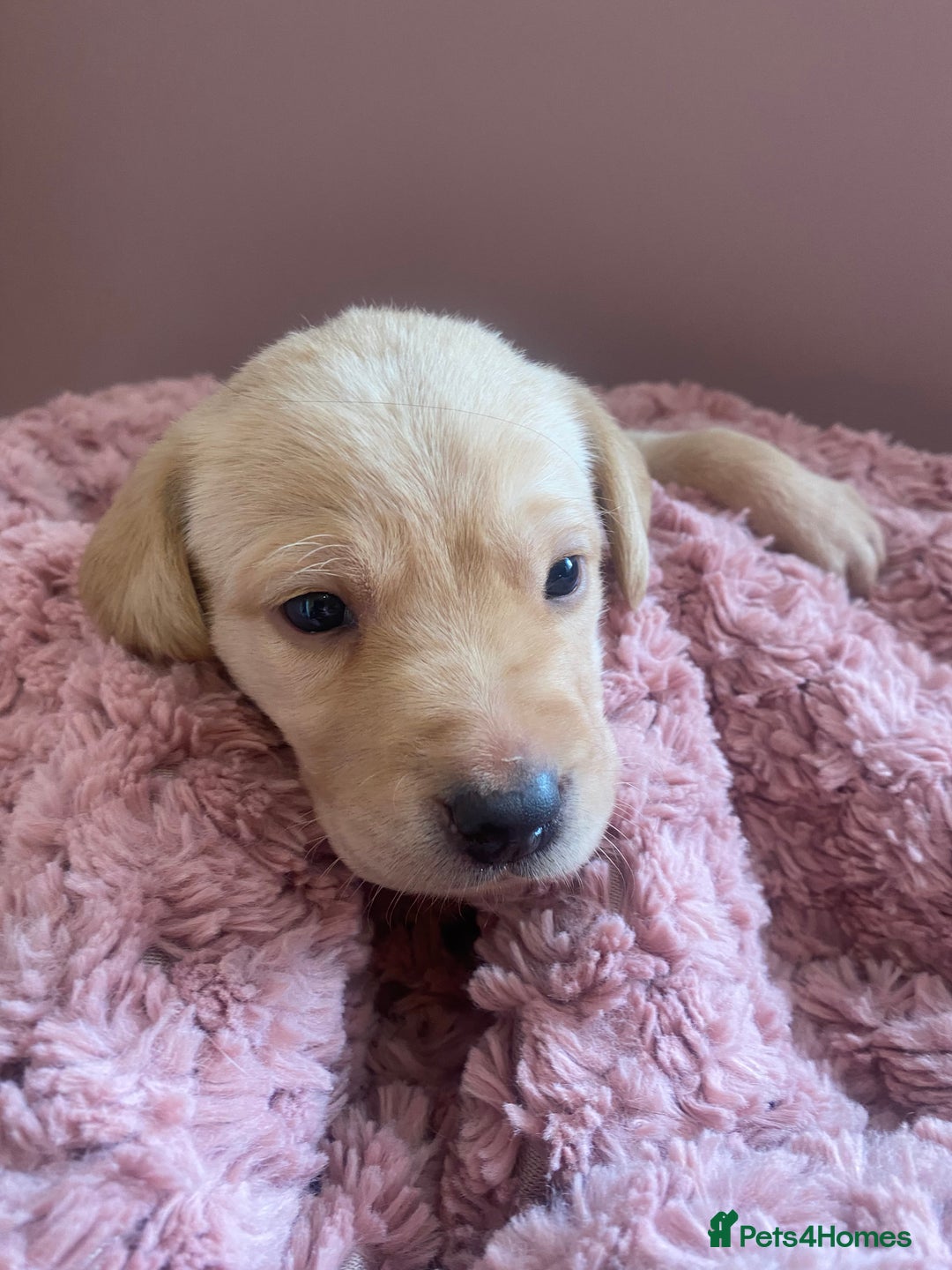 Labrador Retriever dogs for sale: Exceptional Quality KC Reg Labrador Puppies  - Image 6