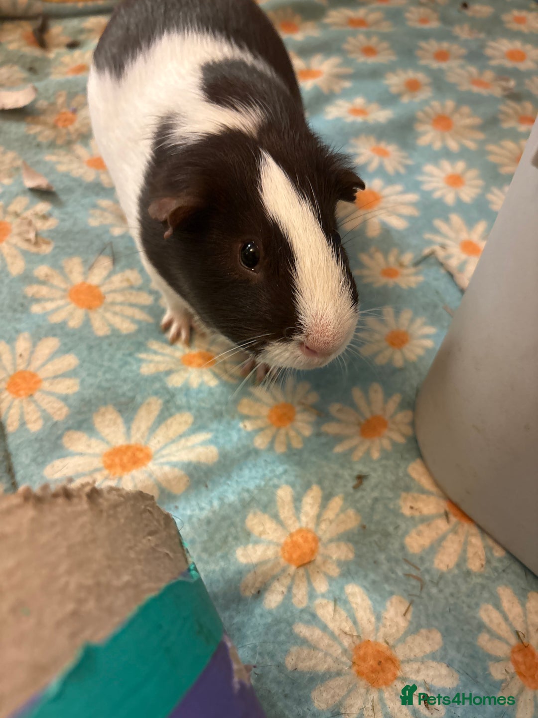 Guinea Pig rodents for sale: 2 Bonded male Guinea pigs  - Advert 2