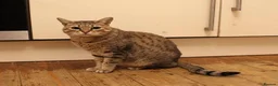 Savannah cats for sale: Stunning F4 Savannah Girl Seeking the Perfect Home - Advert 6