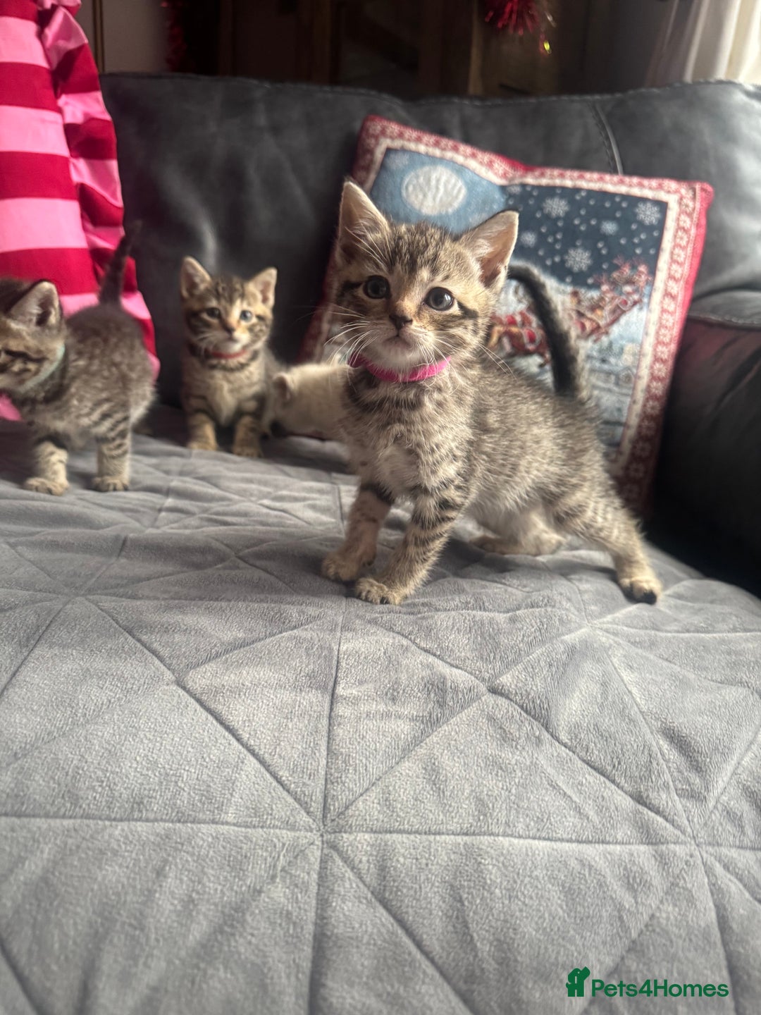 Mixed Breed cats for sale: Kittens needing loving homes  - Advert 16