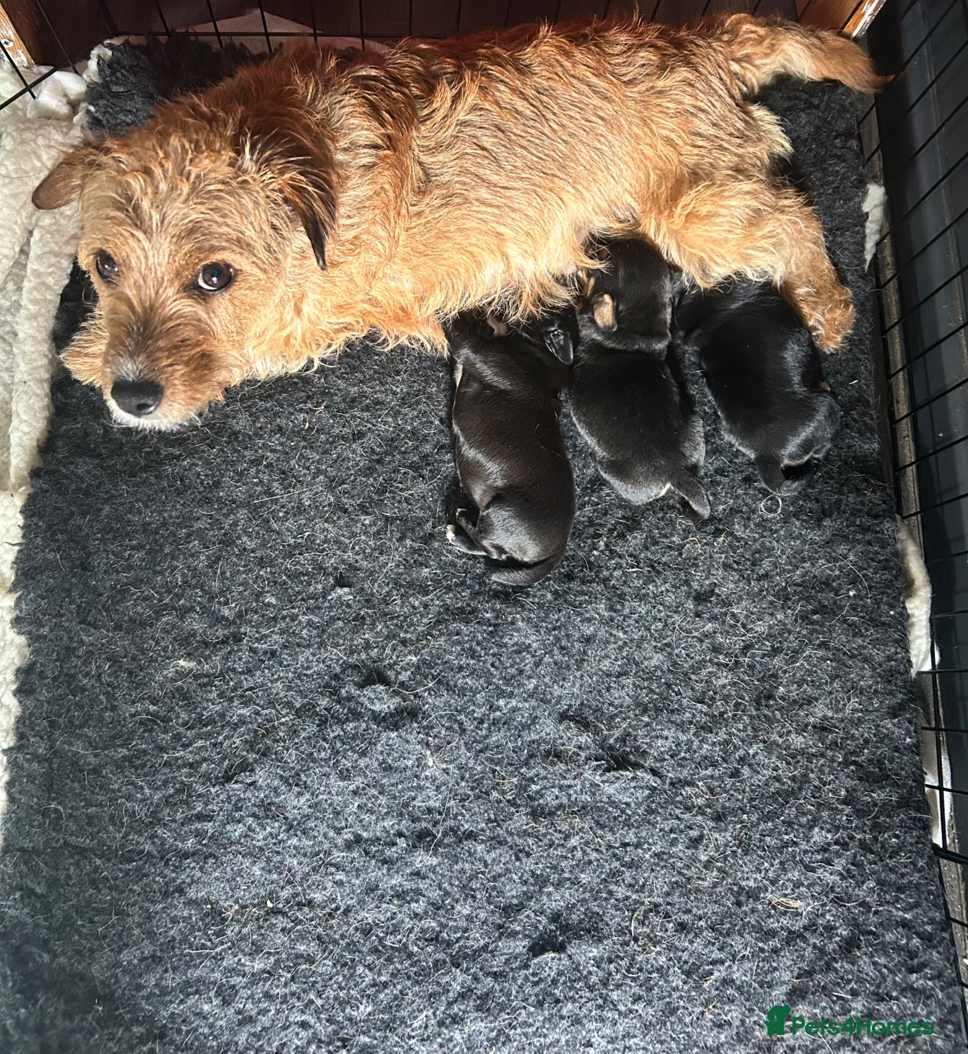 Mixed Breed dogs Beautiful working Cocker Spaniel x Terrier puppies - Advert 2