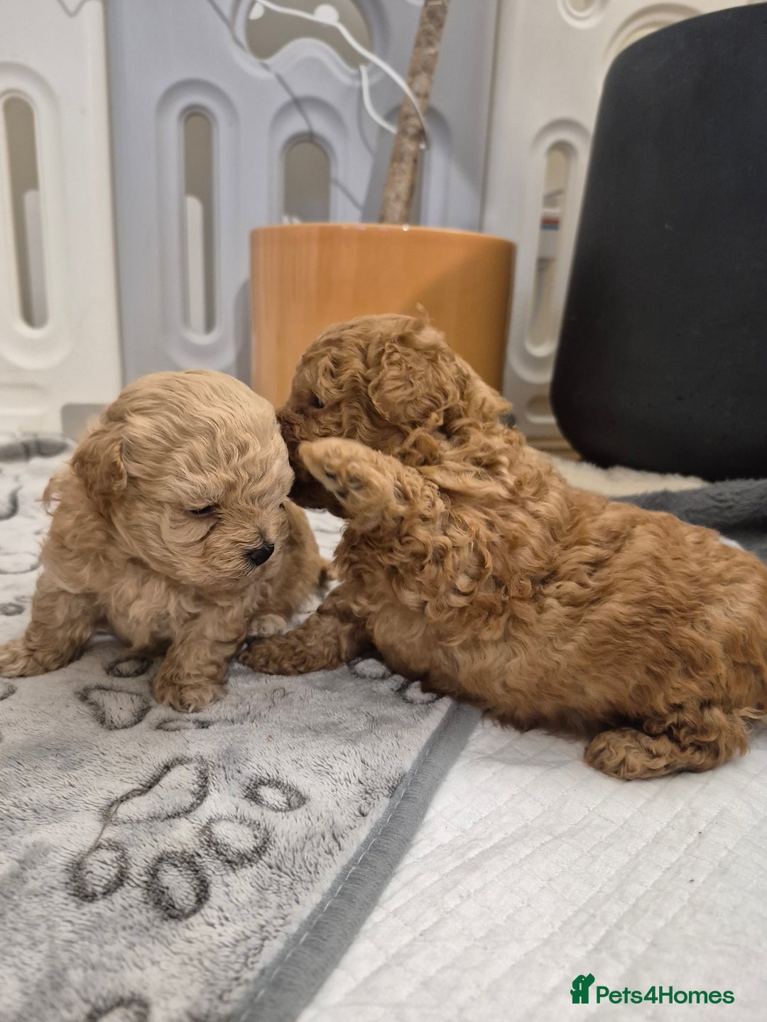 Maltipoo dogs for sale: Beautiful Toy Maltipoo Puppies   - Advert 12