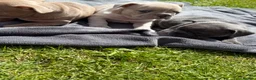 French Bulldog dogs for sale: French Bulldog Female ready now - Advert 17